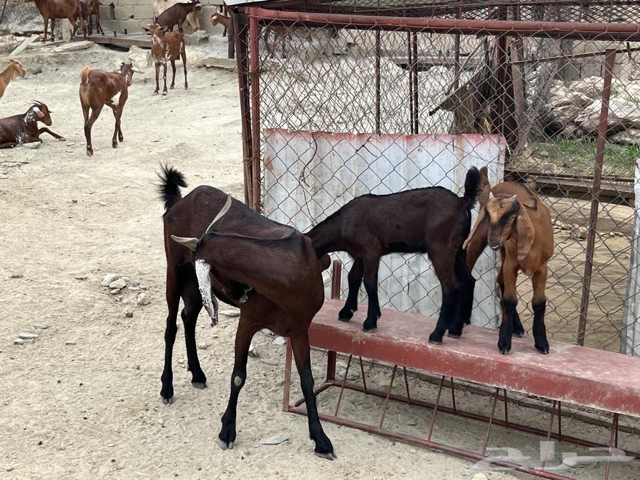 شاه صنف الصنف للبيع.64372097452289110