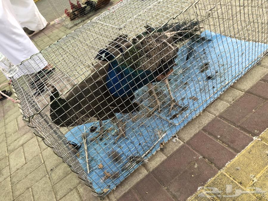 A 3.5-year-old productive peacock walnut, located in Riyadh64372141441665111