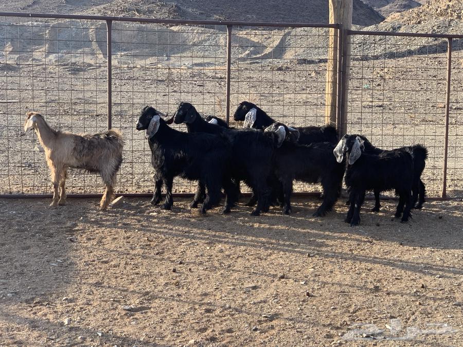 للبيع تيوس العدد964372038051713111