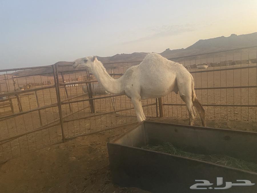 Qa3dan 3ouniyeh64374539672321112