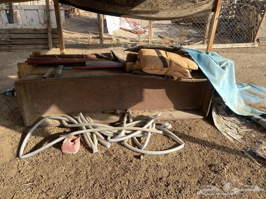 معالف غنم وشبوك بقلاوة64363427992706114