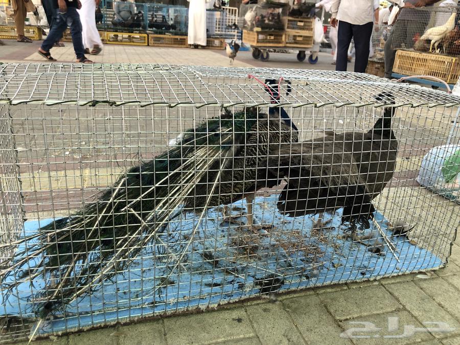 A 3.5-year-old productive peacock walnut, located in Riyadh64372141441665110