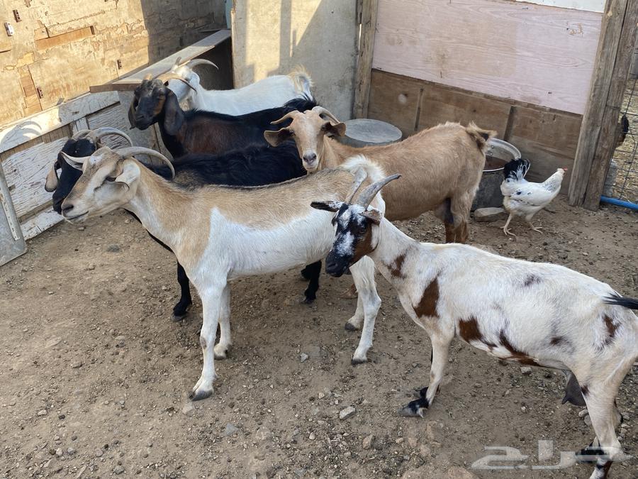 Goat breeding64369484369281111