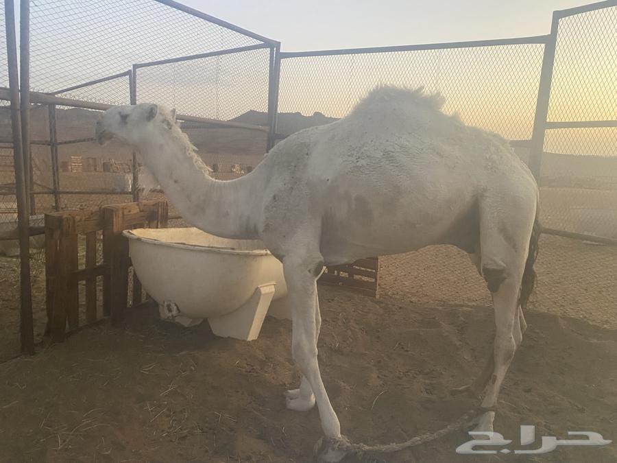 Qa3dan 3ouniyeh64374539672321113