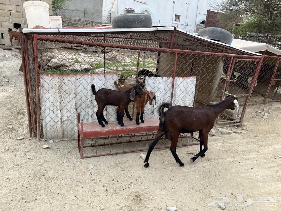 شاه صنف الصنف للبيع.64372097452289112