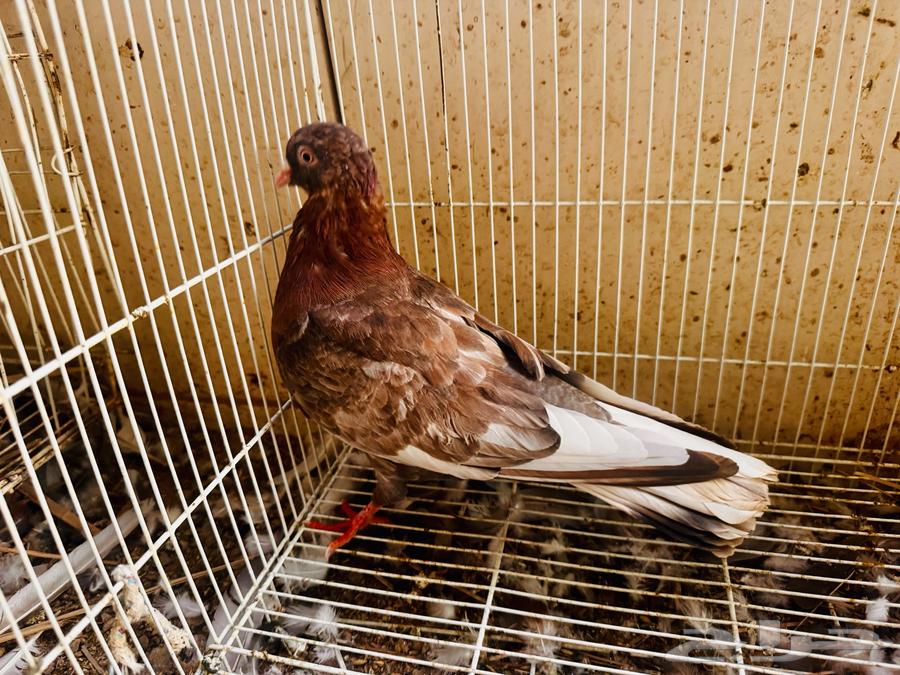 زكر قطيفي أحمر معقد صندقه64365953025409111