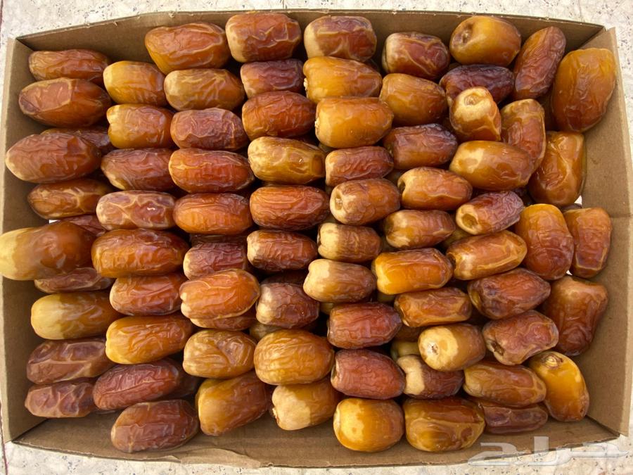 للبيع صقعي فاخر64370215216257110