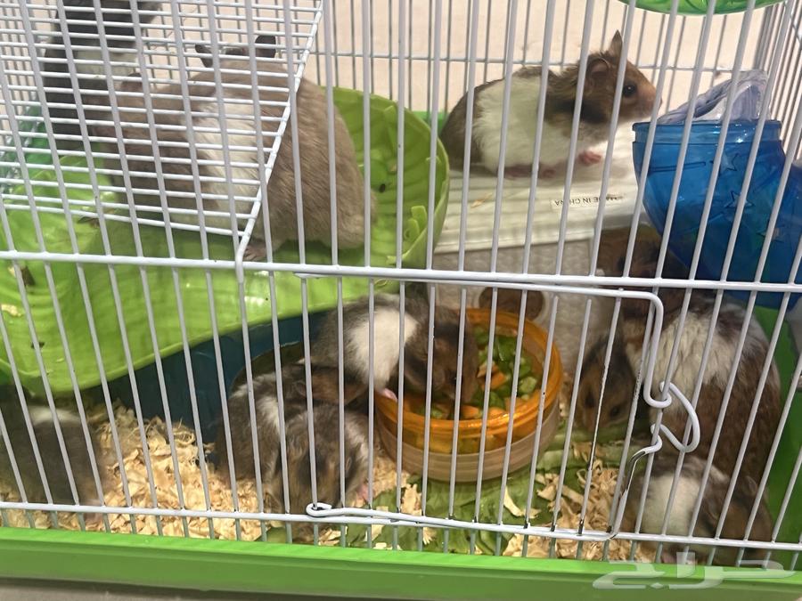 Syrian Hamsters for Sale in Mahayil, Aseer64362922204803111