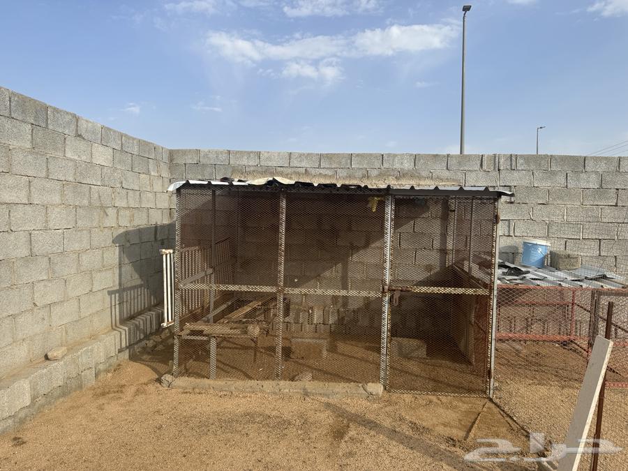 شبوك للبيع64371016382723112