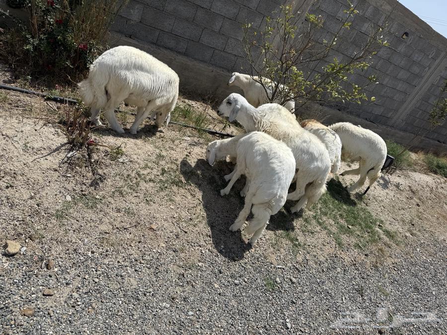 Sheep meter number 7 is good and clean64366864044033113