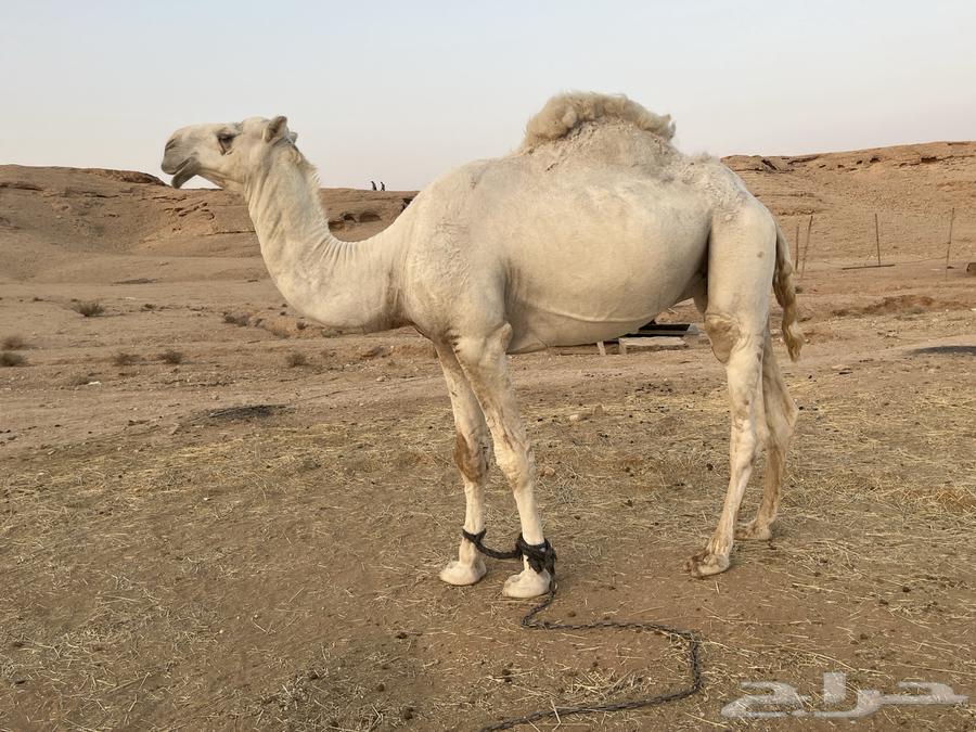 قعود للبيع64372009269249112