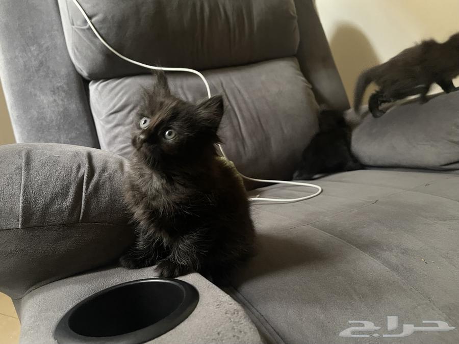 قطط من ام شرازيه(للبيع مستعجل)64377078984707110