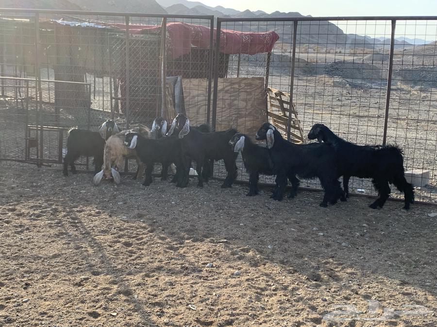 للبيع تيوس العدد964372038051713112