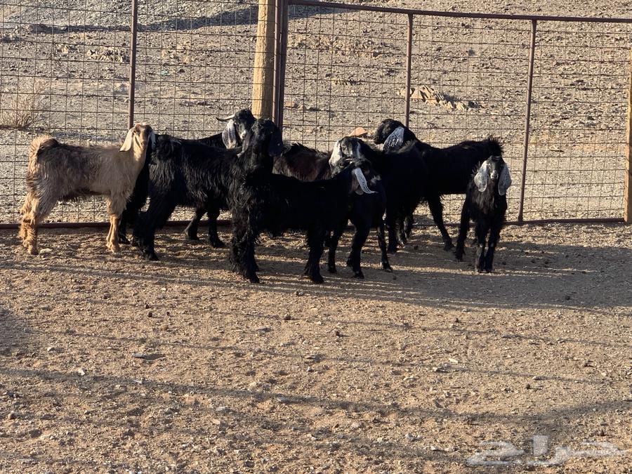 للبيع تيوس العدد964372038051713110