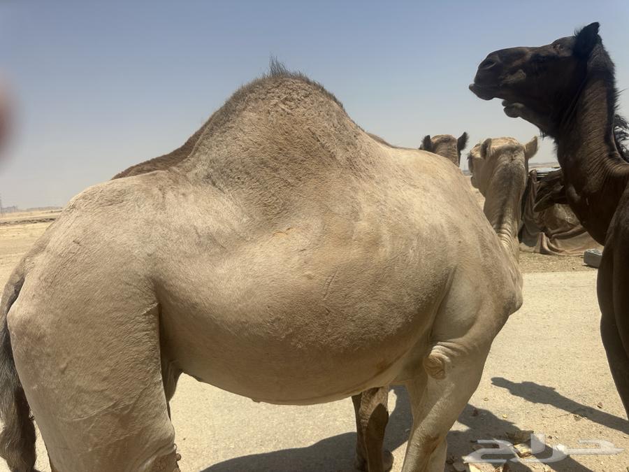 ناقه للبيع الهداوه شرط على السوم التواصل واتسب فقط64368134568577110