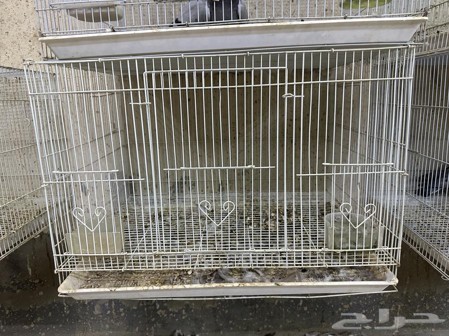 للبيع اقفاص64365085243267112