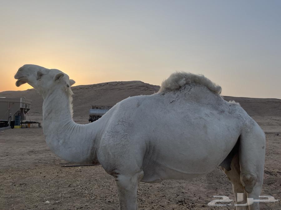 قعود للبيع64372009269249110