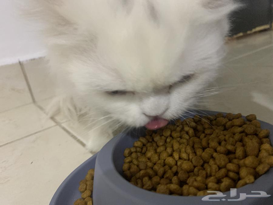 بيع قطتين مع اغراضها 50064371687012482110