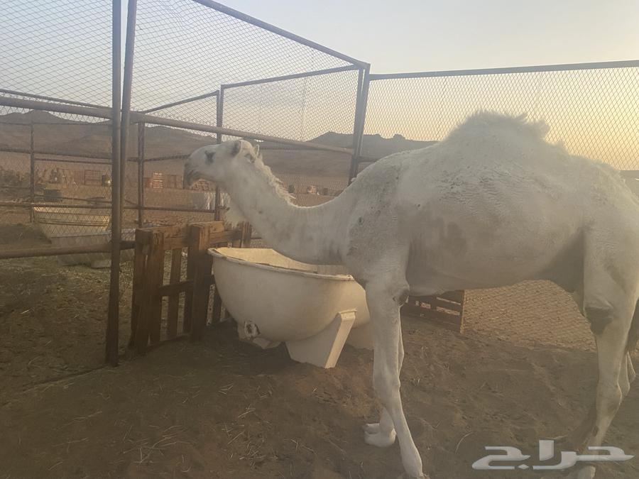 Qa3dan 3ouniyeh64374539672321114