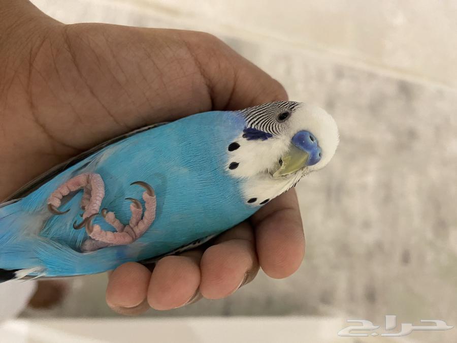 طير بادجي اليييف جدا64374978968834110