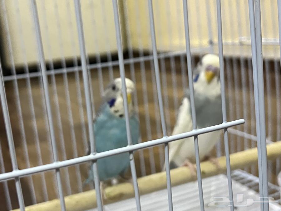 للبيع عصافير هنولدي64370182386306111