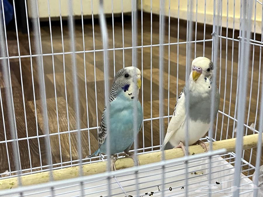 للبيع عصافير هنولدي64370182386306110