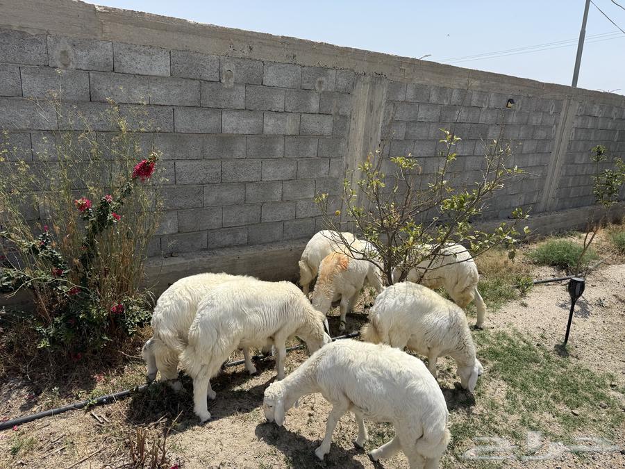 Sheep meter number 7 is good and clean64366864044033111