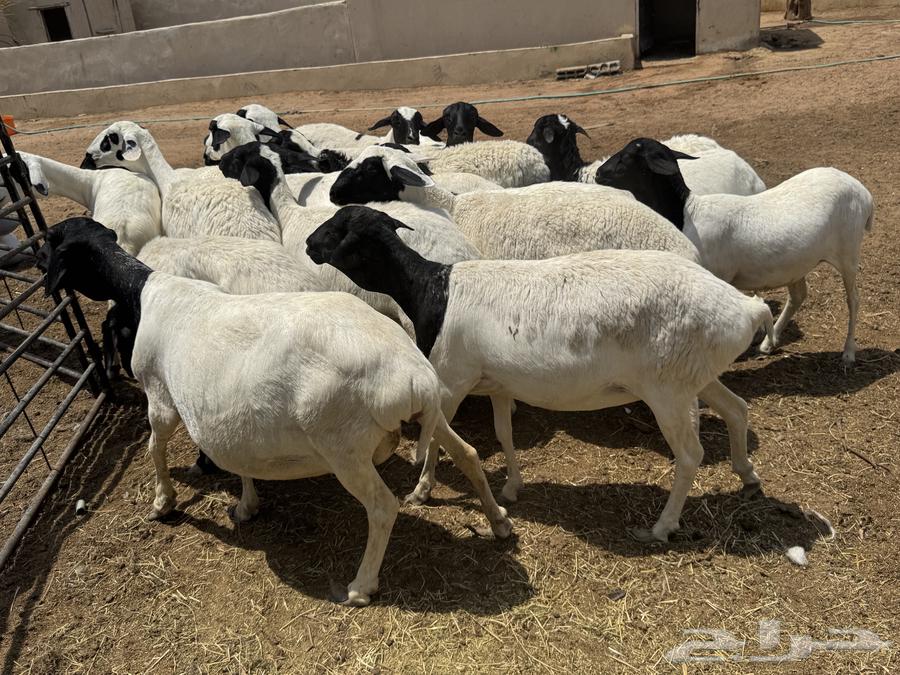 غنم برابر64370280202113114