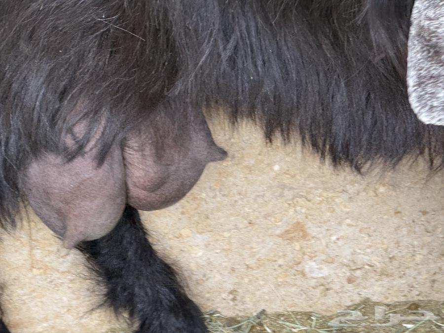 Goats with good characteristics64369242470657114