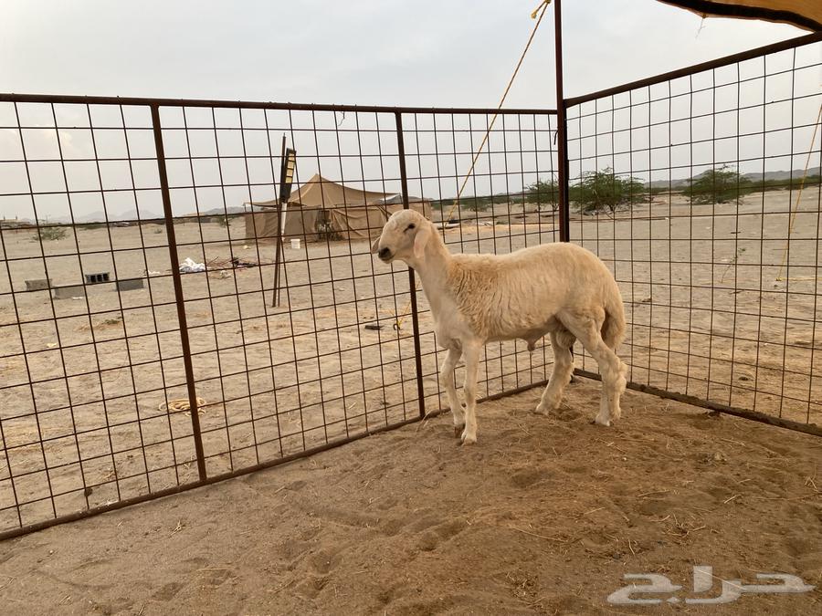 للبيع هريد صنف64374230111105110