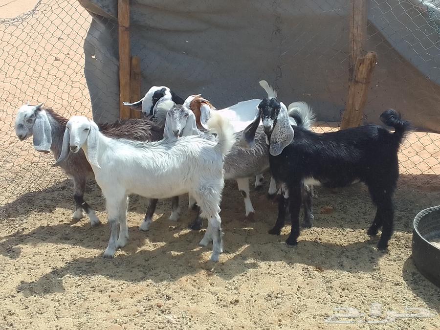 للبيع جفار عنق64368951647490113