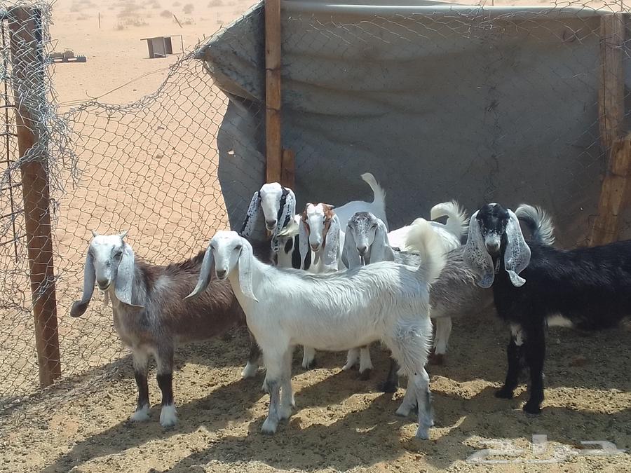 للبيع جفار عنق64368951647490111