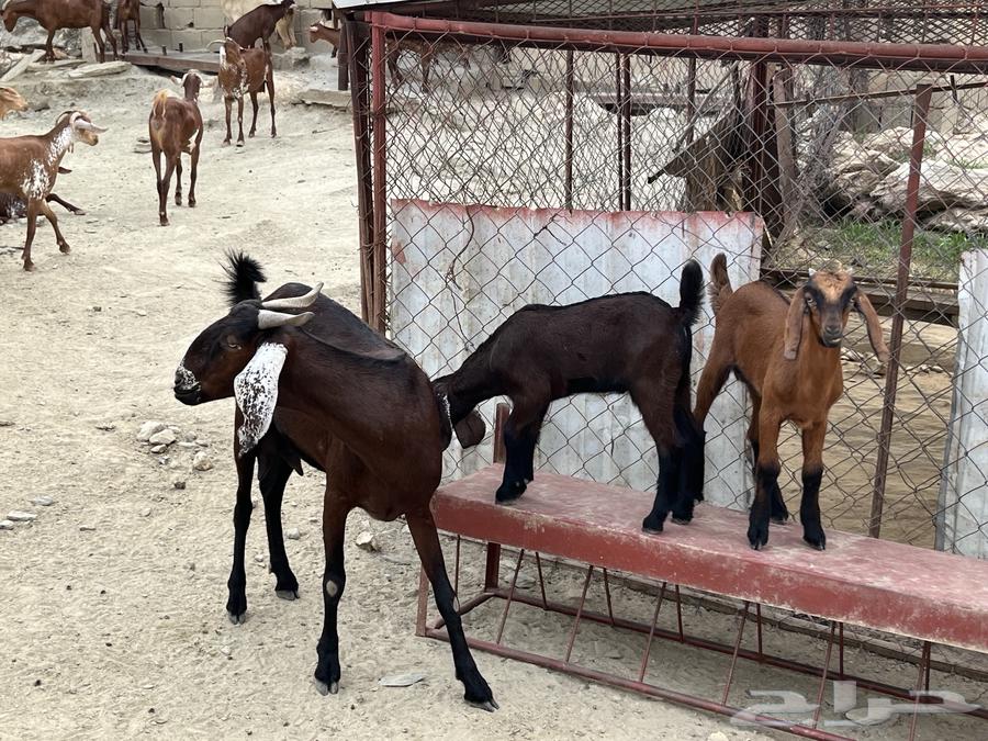 شاه صنف الصنف للبيع.64372097452289111