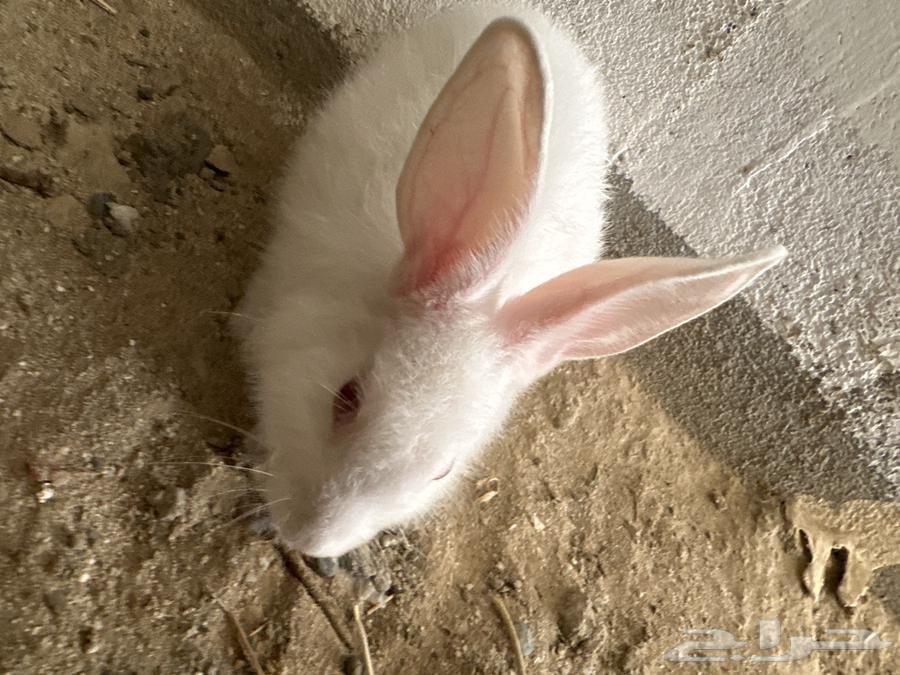 أرنب فرنسية للبيع أنثى64369674431490110