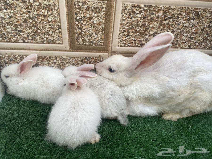 ثلاث ارانب مع الام للبيع ب10064370280008450113