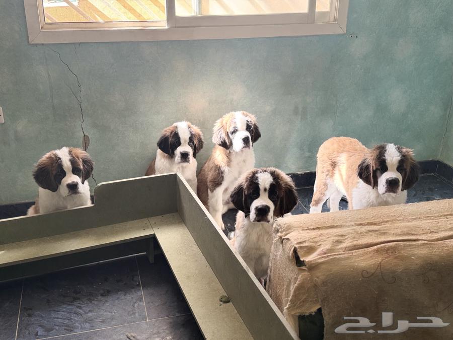 (Saint Bernard) جراوي سانت برنارد للبيع64370439074691111