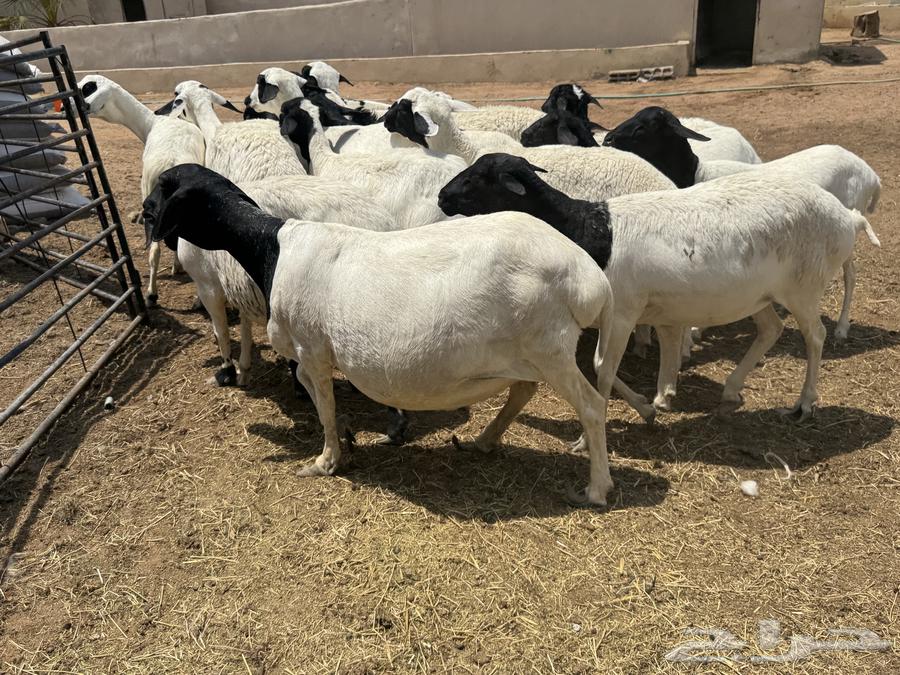 غنم برابر64370280202113113