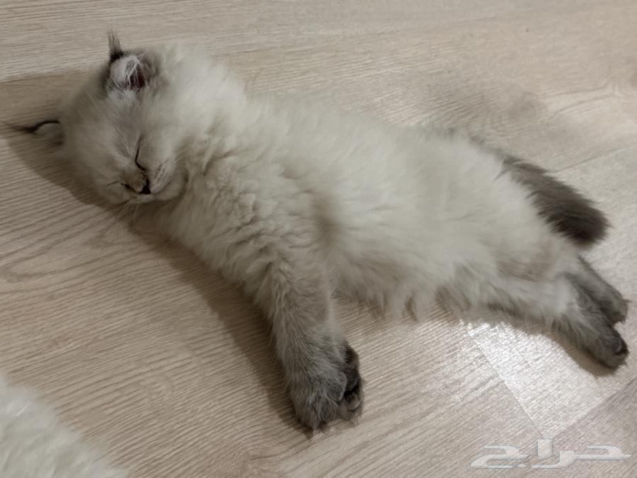 قطة للبيع64376124821633110