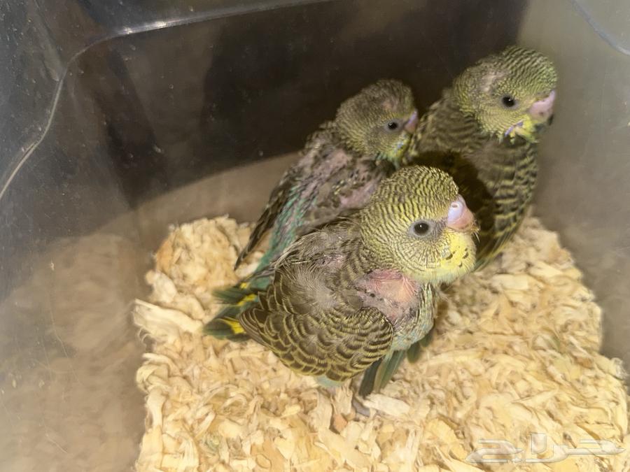 فراخ بادجي للبيع64377078976257110