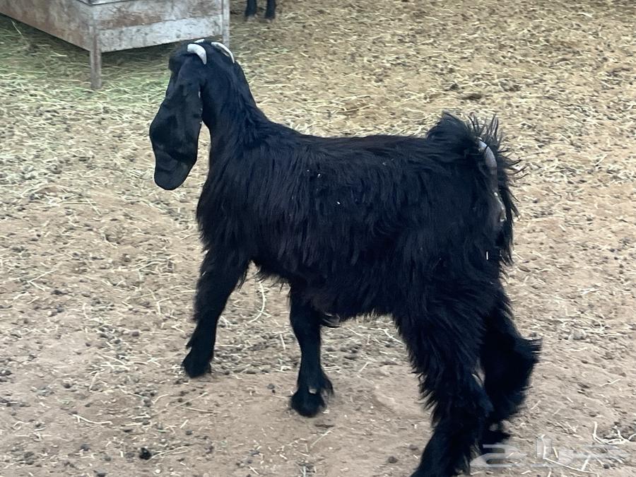 جفره عمرها من خمسه شهور ونص الى سته شهور64375141142659110