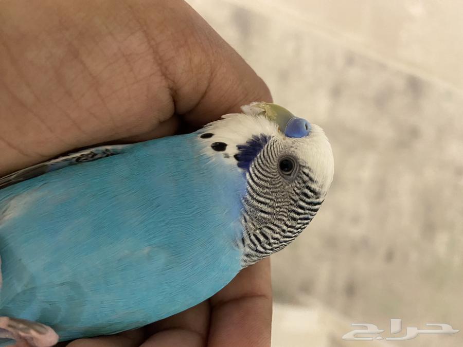 طير بادجي اليييف جدا64374978968834111