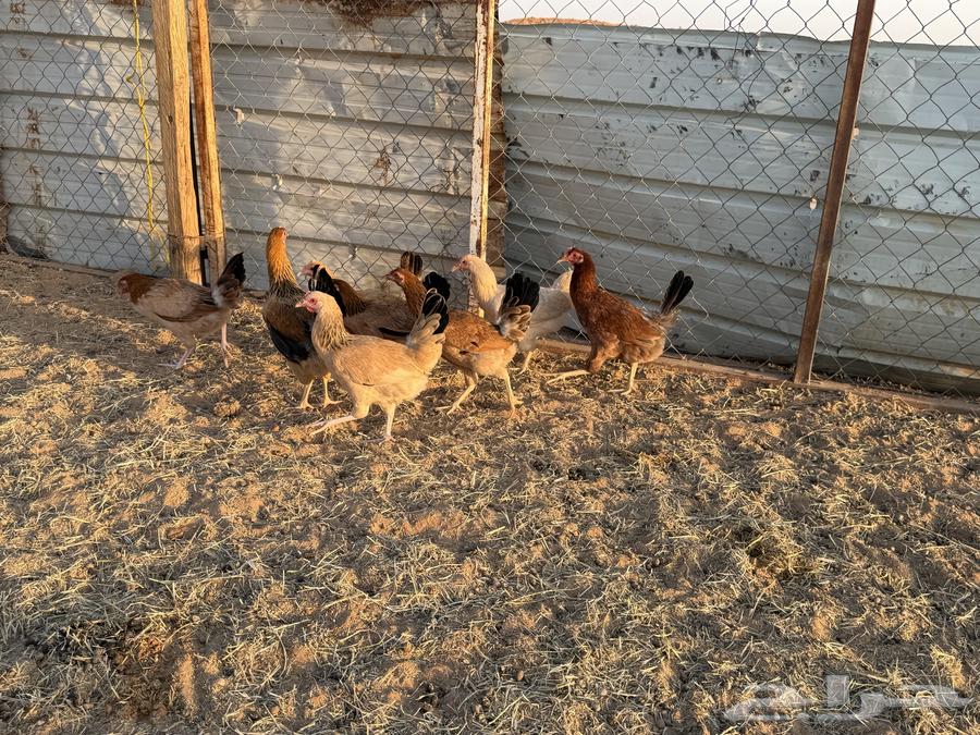 البيع دجاج بلدي في الخرج64364545438467111