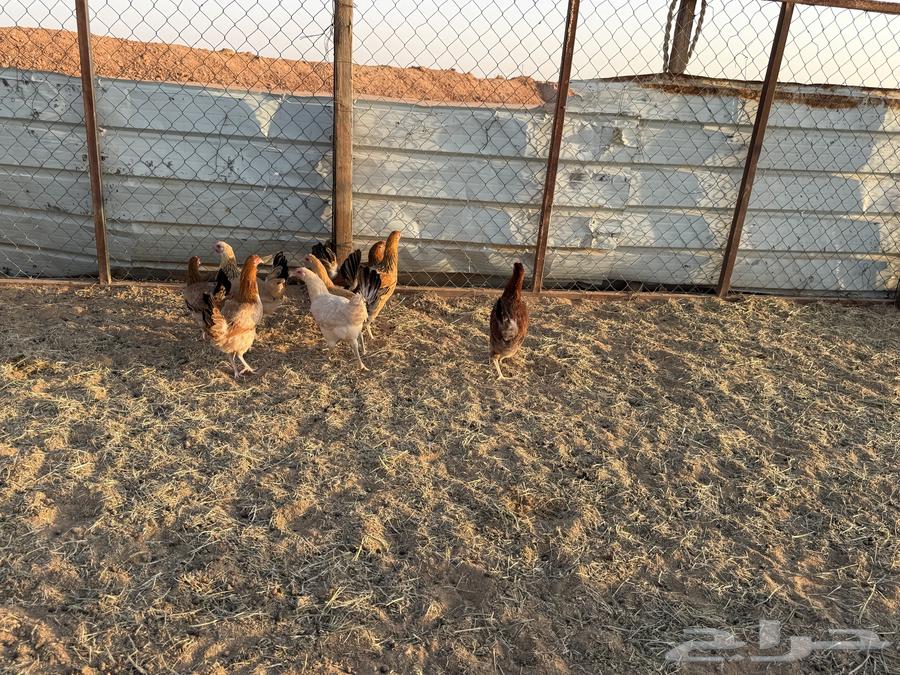 البيع دجاج بلدي في الخرج64364545438467110