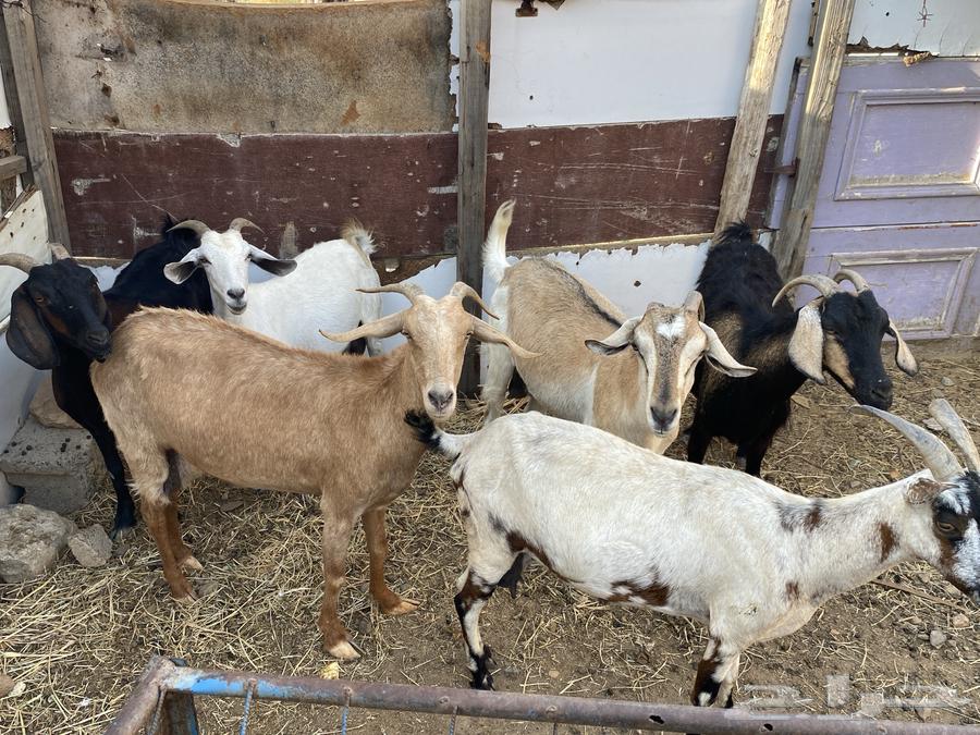 Goat breeding64369484369281113