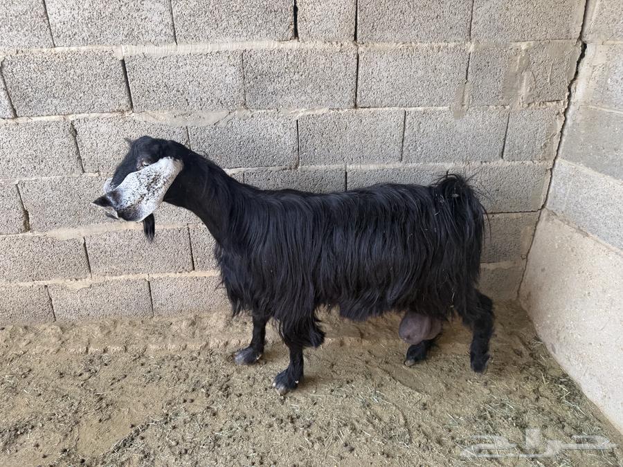 Goats with good characteristics64369242470657112