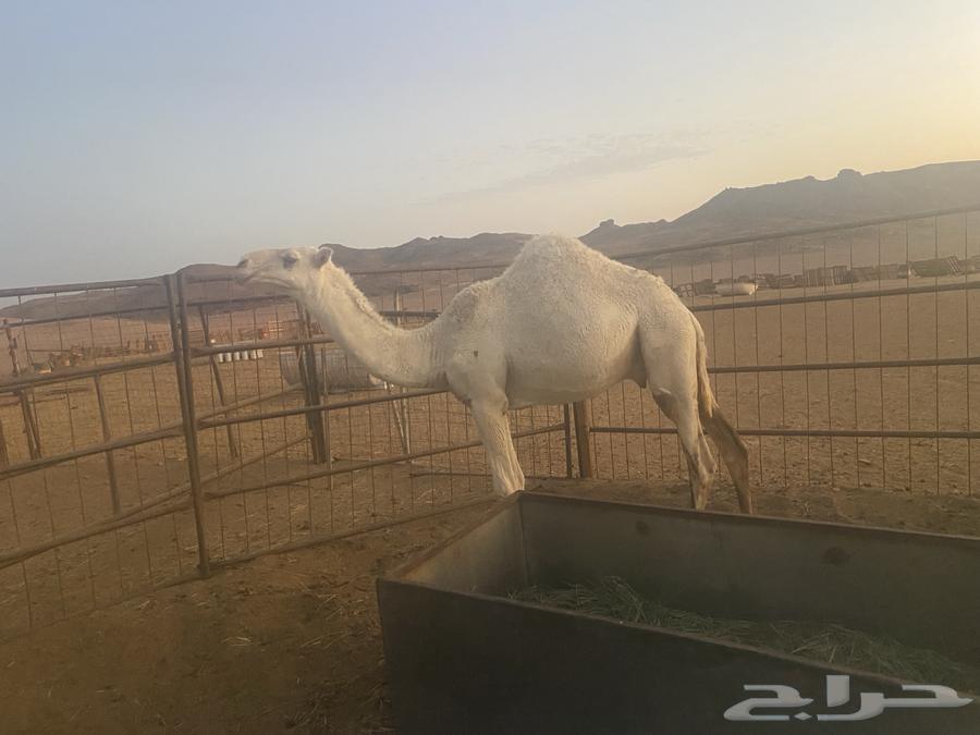 Qa3dan 3ouniyeh64374539672321110