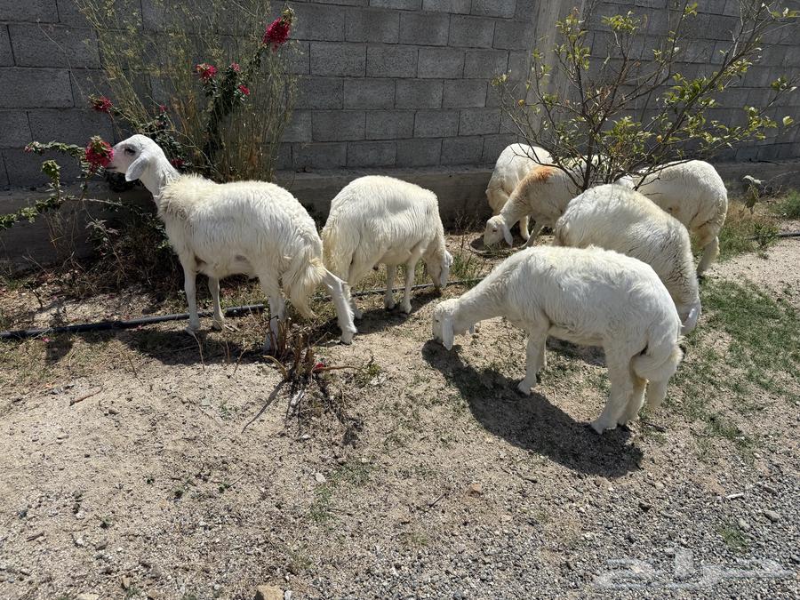 Sheep meter number 7 is good and clean64366864044033112