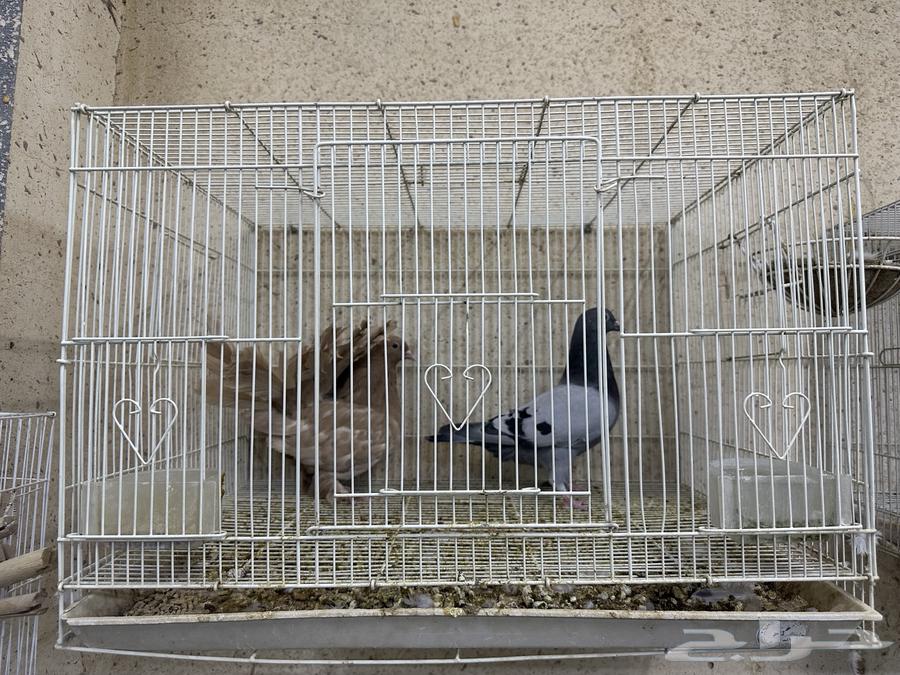 للبيع اقفاص64365085243267110