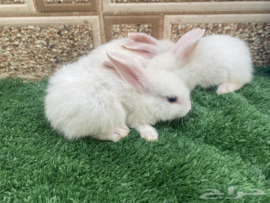 ثلاث ارانب مع الام للبيع ب10064370280008450110