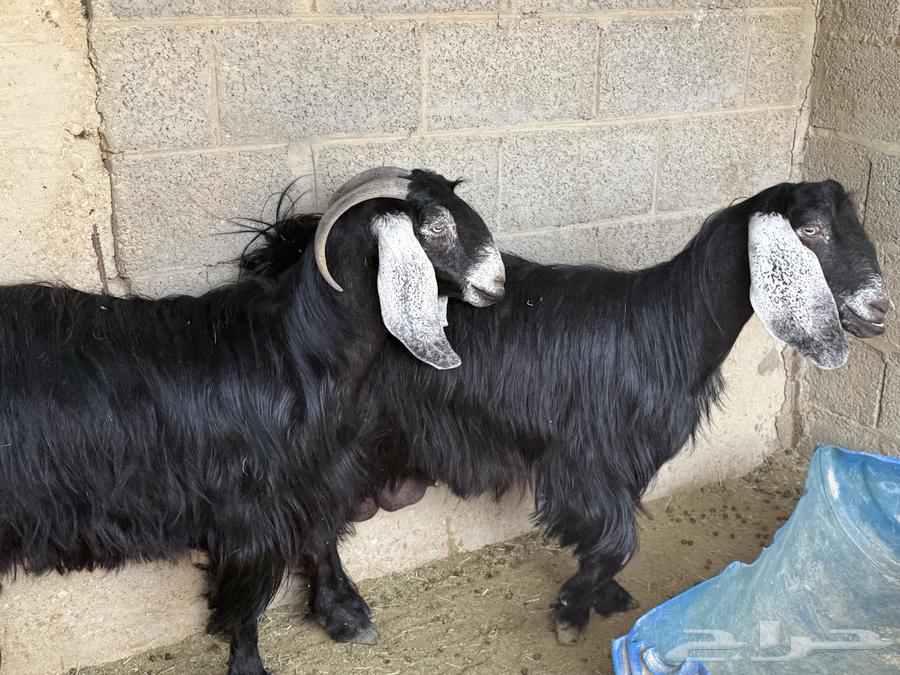 Goats with good characteristics64369242470657111